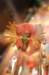 big_buck_hunter_pinball50_small.jpg